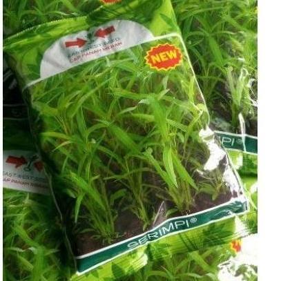 ( 10 Bungkus ) Benih Kangkung Serimpi 1 Kg Kangkung Daun Sempit Serimpi 1Kg Srimpi Panah Merah Grosi