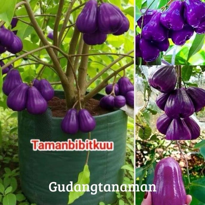 BIBIT JAMBU AIR UNGU || pohon jambu air citra ungu super unggul / bibit langka boleh COD