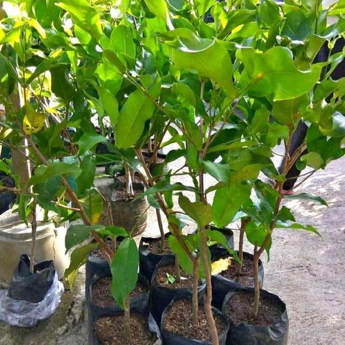 BIBIT JAMBU AIR HITAM (JAMBU AIR BLACK GUAVA) boleh COD