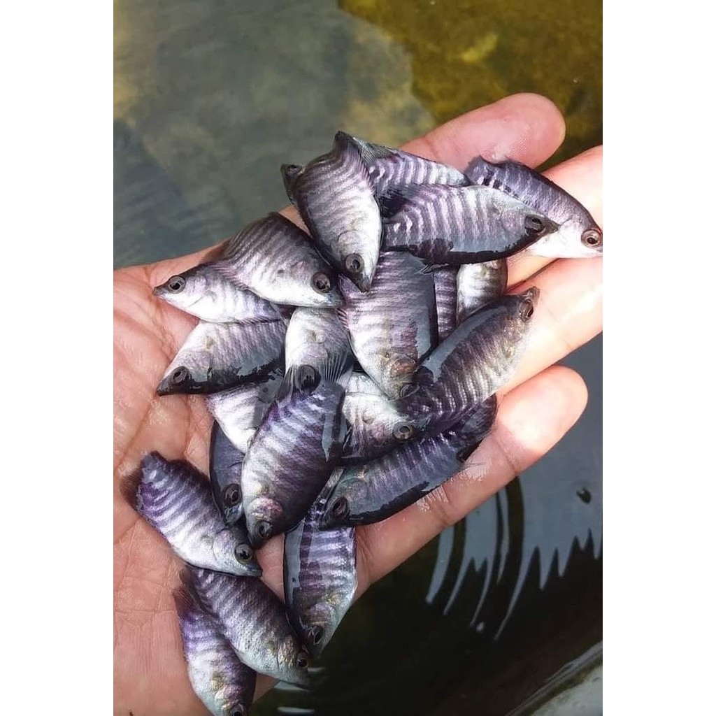 BIBIT GURAME UKUR SILET 10 ekor