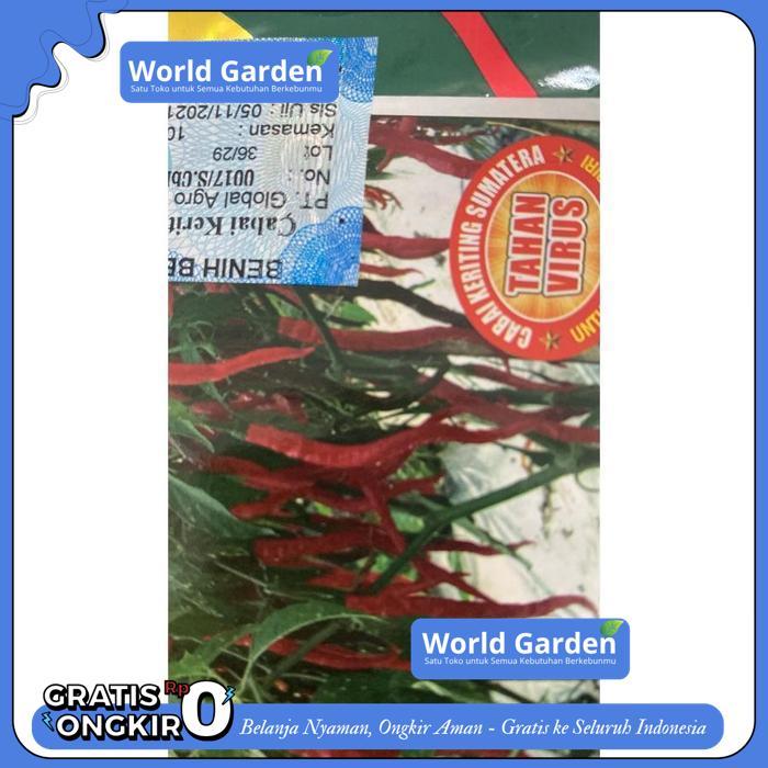(COD) BENIH CABE KERITING SUMATERA TAHAN VIRUS GS MAESTRO ISI 25GR DR GLOBAL SEED BEST PRODUK