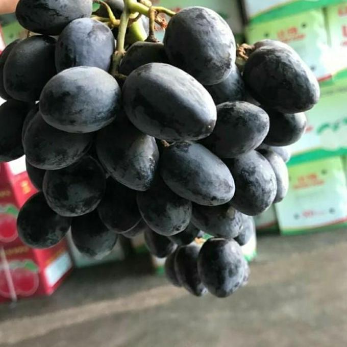 siap berbuah Bibit Tanaman Buah Anggur Impor Auntum Hitam-Bibit Anggur Autum Royal bisa COD