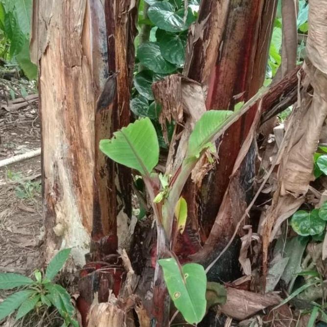 bibit pisang merah/pisang langka/pisang raja merah ATV