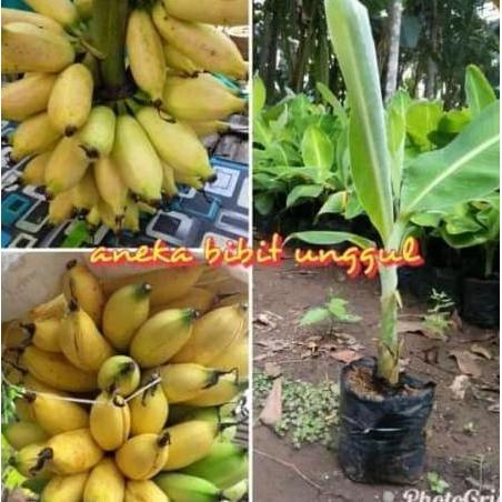 Bibit Buah Bibit Buah Pisang Mas At Pisang Emas baru ATV