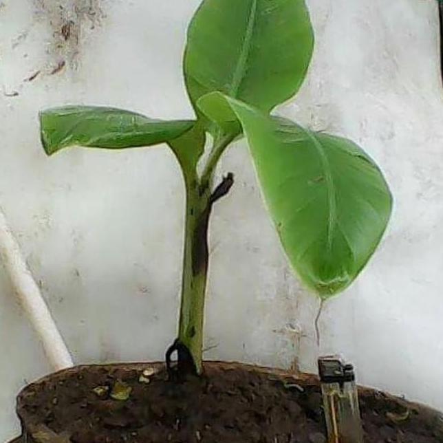 SALE Biji Bibit Tanaman Pisang Mini Bonsai / / ATV