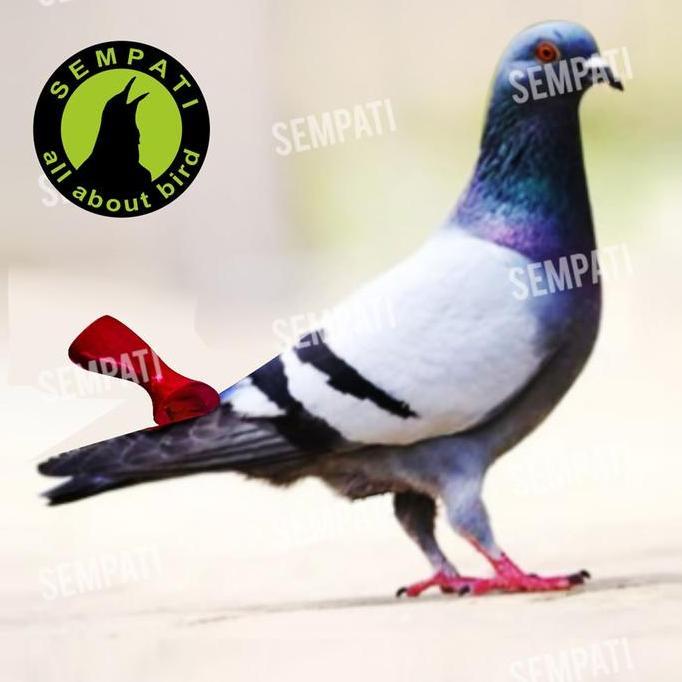 SEMPATI Sawangan Merpati Balap Bahan Fiber Gendong Model Kobra Cobra Gondok Sulingan Sempritan Siula