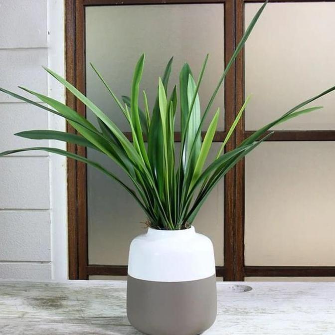 Promo CYMBIDIUM ORCHID GREEN LEAF - DAUN ANGGREK PANDAN HIJAU PREMIUM LATEX COD