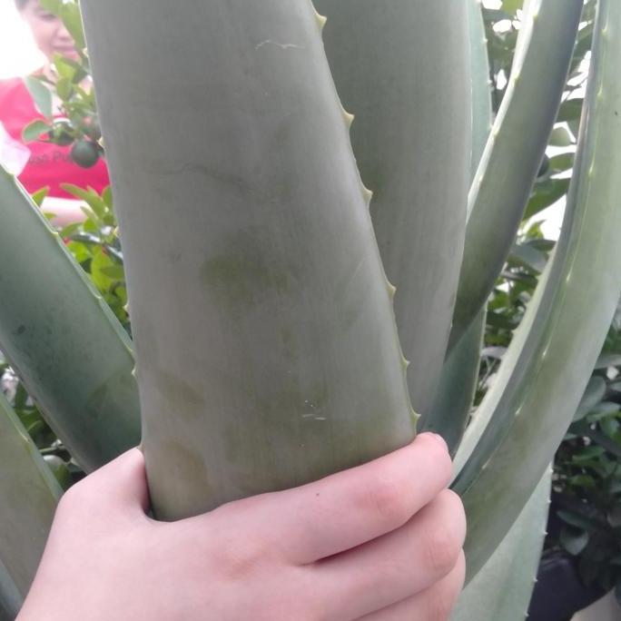 Promo Pelepah Lidah Buaya Jumbo Segar Pontianak COD