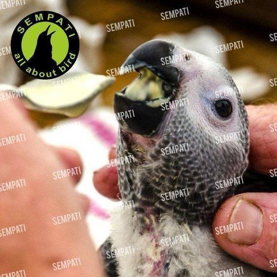 SEMPATI Robust Premium 1 Kg Pakan Lolohan Burung Parrot Kakatua Lovebird Nuri Parkit Falk Macaw Afri