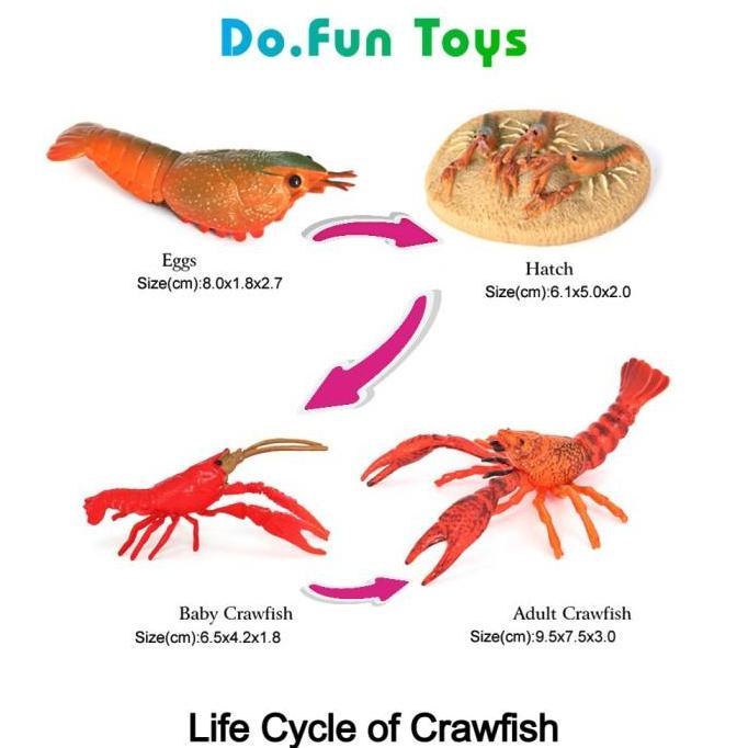Animal Figure Life Cycle of Crayfish / Siklus Hidup Lobster Air Tawar