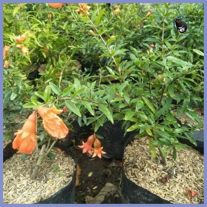 POHON BIBIT TANAMAN BUAH DELIMA HITAM SIAP BERBUAH BISA COD  YA TAMAN TANAMANA BIBIT PEKARANGAN HIAS