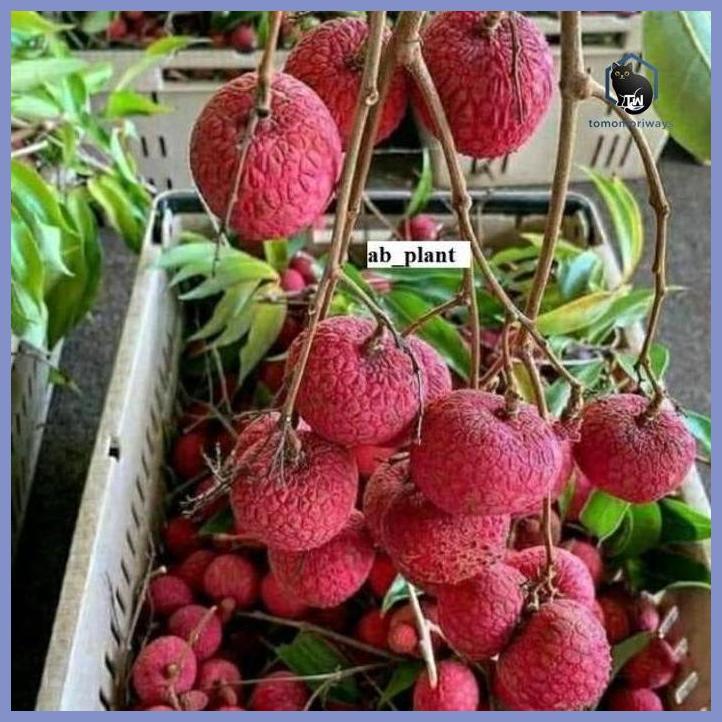 BIBIT LECI MERAH JUMBO HASIL CANGKOK CEPAT BERBUAH SUPER TAMAN TANAMANA BIBIT PEKARANGAN HIASAN BUAH