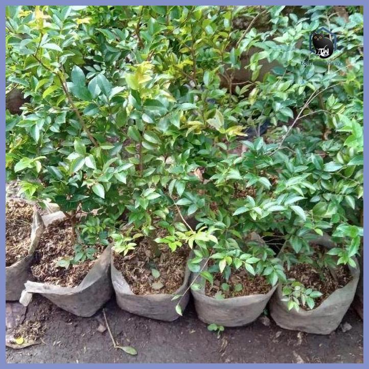 BIBIT TANAMAN POHON ANGGUR BRAZIL TAMAN TANAMANA BIBIT PEKARANGAN HIASAN BUAH BUNGA