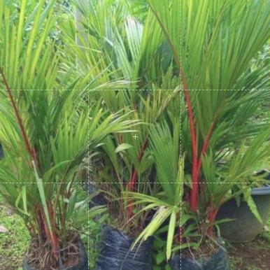 Tanaman Hias Indoor Palem Merah - Pohon Palem Merah // Pinang Merah