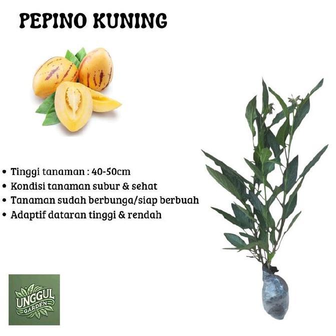 BISA BERBUAH DI POT Bibit Tanaman Buah Pepino Kuning -Pepino Melon