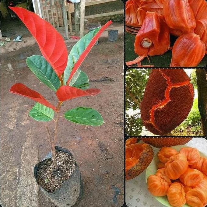 BISA BERBUAH DI POT beli 3 gratis 1 bibit nangka merah madu Thailand super