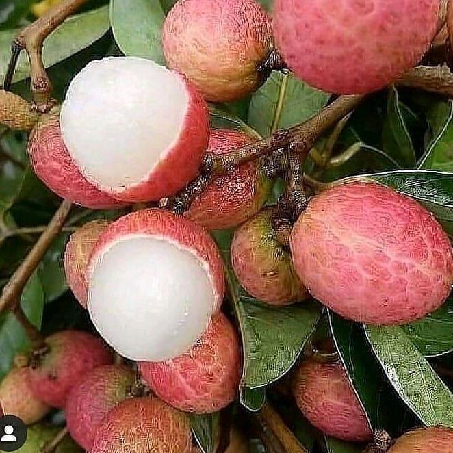 BISA BERBUAH DI POT bibit tanaman buah leci madu merah cangkok