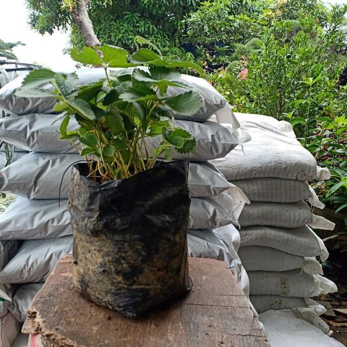 BISA BERBUAH DI POT Bibit tanaman buah strawberry