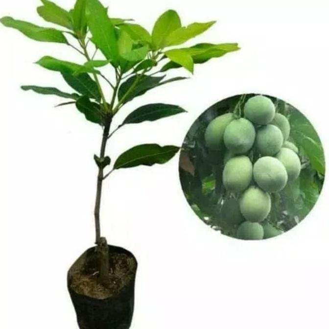 BISA BERBUAH DI POT bibit mangga harum manis okulasi genjah cepat berbuah