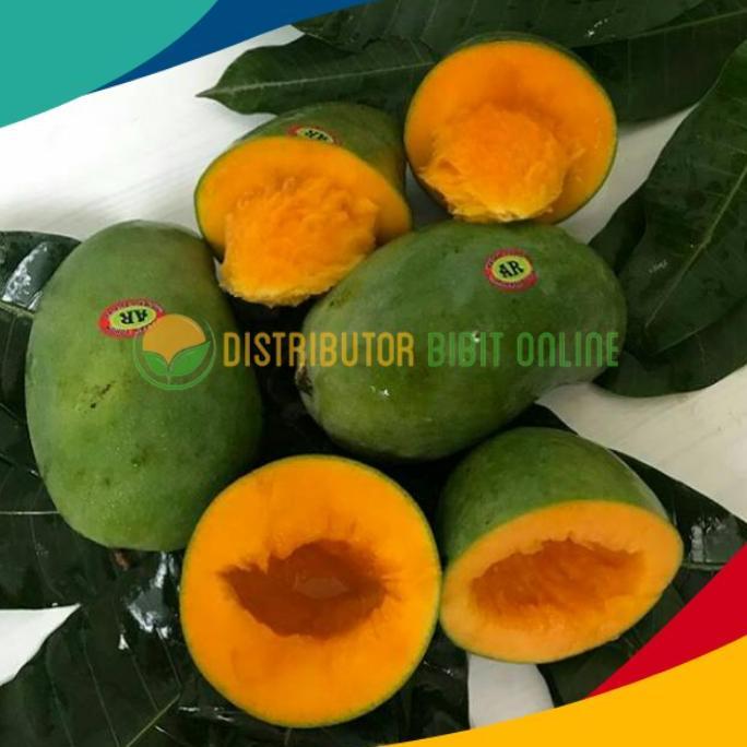 BISA BERBUAH DI POT Bibit buah mangga alpukat