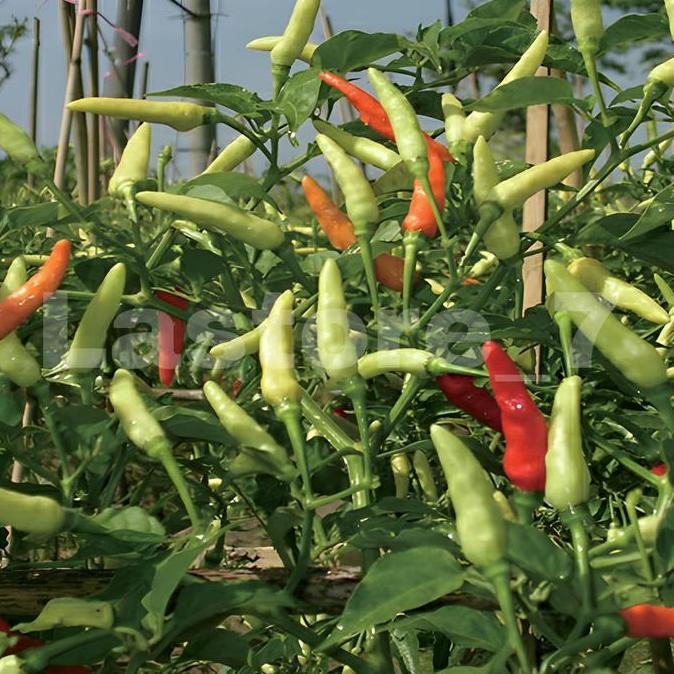 Benih Cabe Rawit SETA SUPER Isi 10 gram Cap Mutiara Bumi