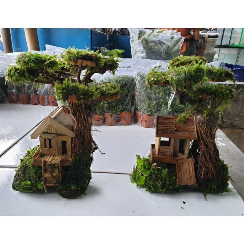 bonsai aquascape / tanaman air aquascape bonsai / Bonsai air  akuarium / bonsay aquarium tanaman / b