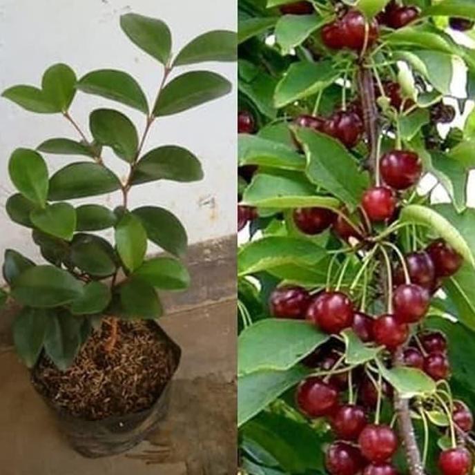 Bibit Buah Ceri Jepang Bibit Ceri Jepang Unggul Berbunga Tambulapot