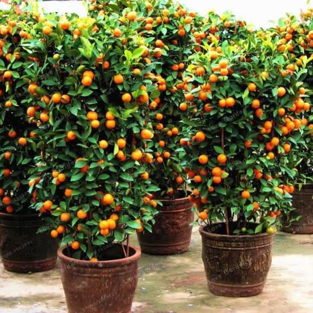 Bibit Buah Jeruk Santang Madu Sudah Berbuah