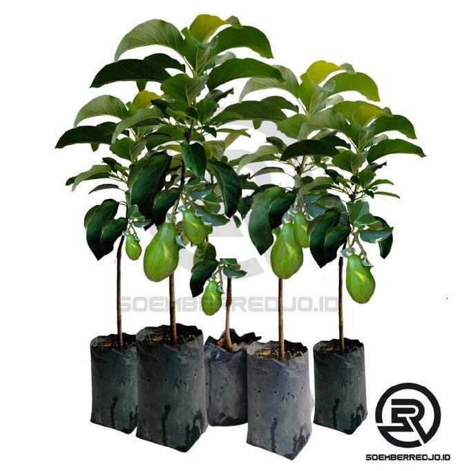BIBIT ALPUKAT ALIGATOT JUMBO/BIBIT BUAH/TANAMAN