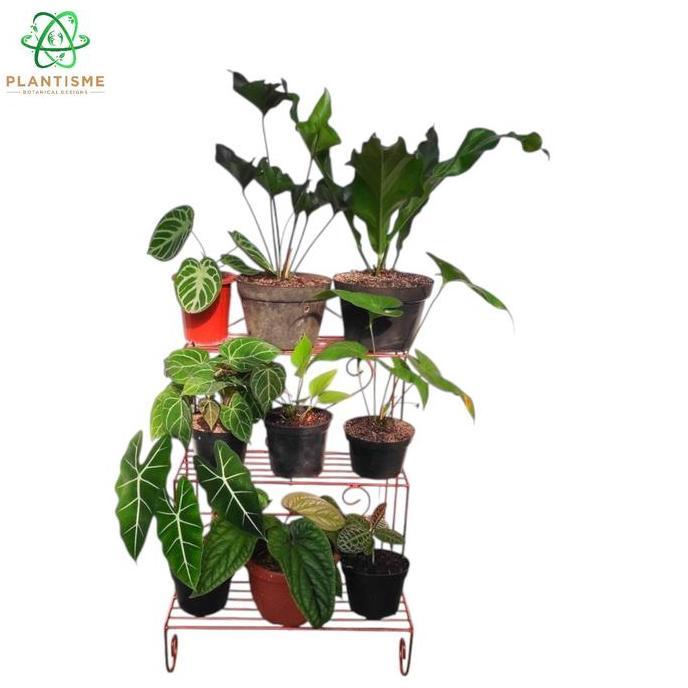 NEW RAK TANAMAN - TRIVESSA RAK BESI SUSUN 3 TANGGA BEHEL UKIR TANAMAN HIAS BUNGA BUAH SAYUR TAMBULAP