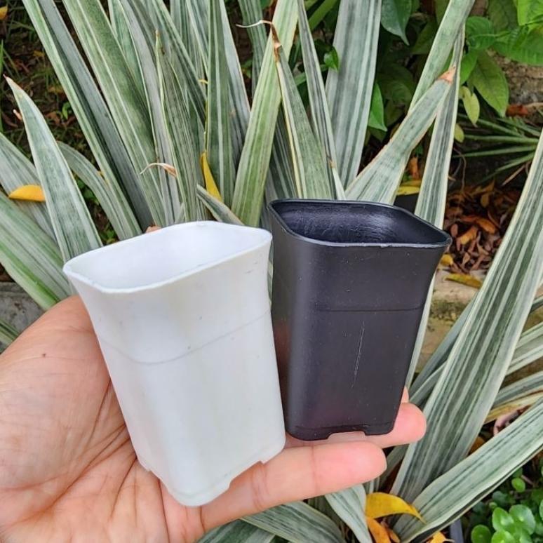 Bisa Cod Ya Kak (1Pc) Hdg Kotak Segi Uk 5 : Pot Bunga Plastik Kotak Segi Tinggi Kecil Mungil Untuk K