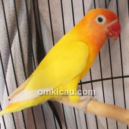 Lovebird Paskun/Burung Lovebird Pastel Kuning