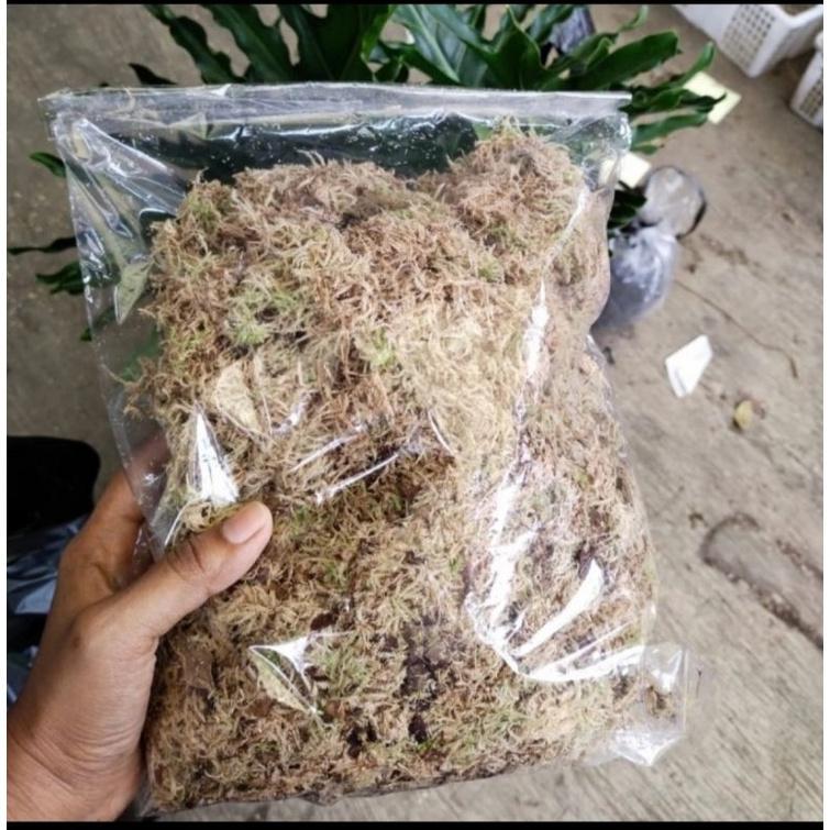 Promo Cod Spagnum Moss, Moss Putih Lokal Murah, Media Tanam Moss 100 Gram 