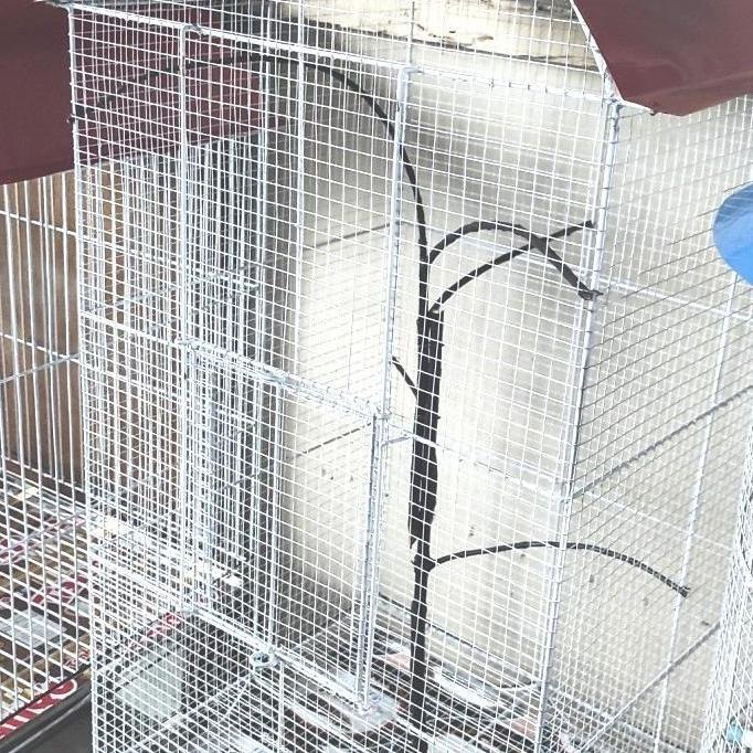 Kandang/Burung Koloni Lovebird Kenari