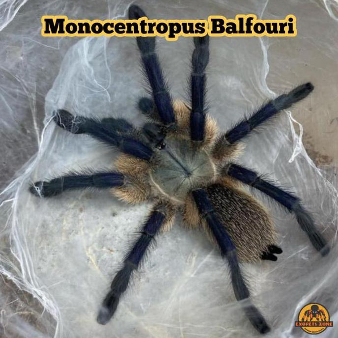Ready stock blue baboon tarantula monocentropus balfouri