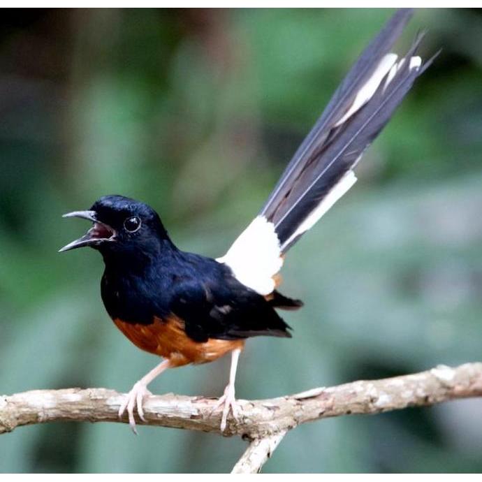 OMKICAU TESTO BIRD BOOSTER 50 GR ATASI MACET BUNYI / NGERIWIK TERUS MURAI ANIS KEMBANG CUCAK IJO ANI
