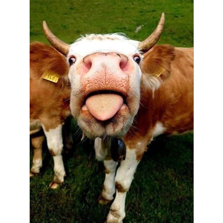 Vitamin Nutrisi Sapi 250 Ml Vgt Sapi Dan Kambing Domba Vgt Nutrisi Vgt