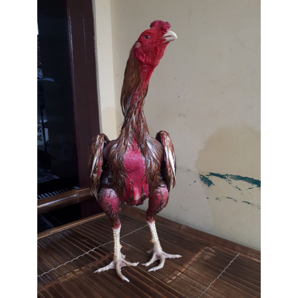 jamu ayam laga ayam aduan jago stamina agresif merah merona