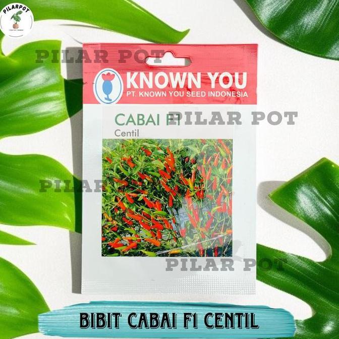 Benih Bibit Cabe Rawit Centil F1 Known You Seed - KYS CABAI RAWIT CENTIL F1