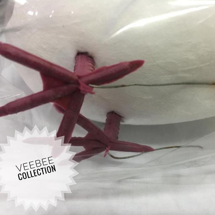 ] Merpati tanggung/burung hias/burung foam/burung gabus/burung merpati