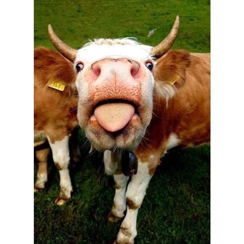 Vitamin Nutrisi Sapi 250 Ml Vgt Sapi Dan Kambing Domba Vgt Nutrisi Vgt