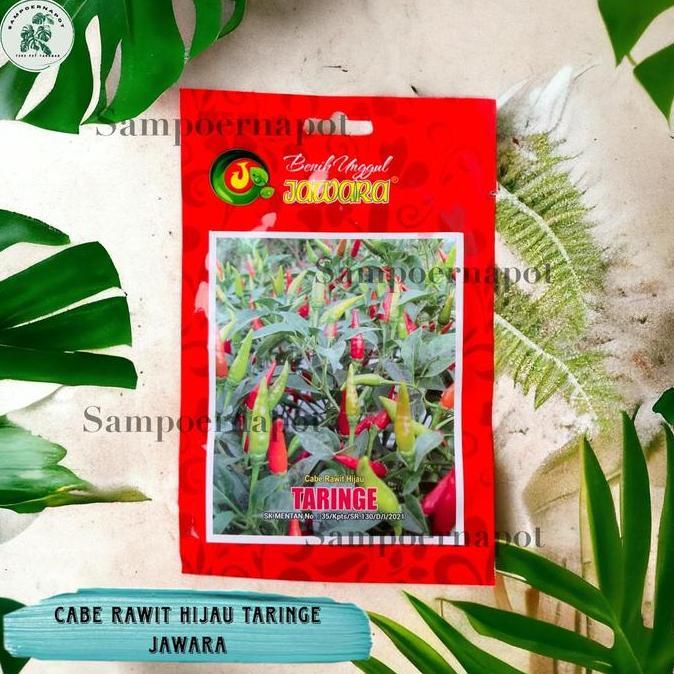 Benih Bibit Cabe Rawit Hijau Benih Unggul Jawara - CABE RAWIT TARINGE