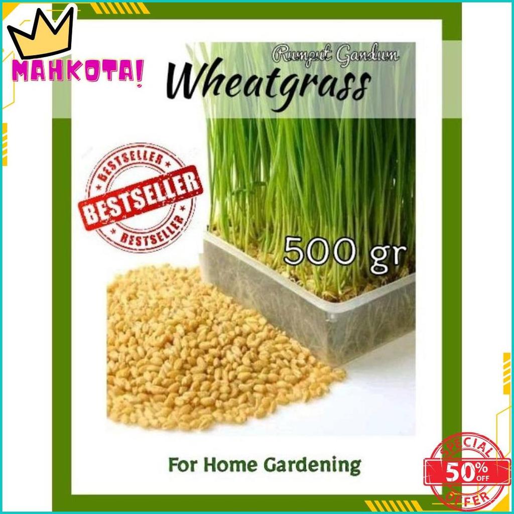 Bibit Wheatgrass Biji Rumput Gandum 500Gr Terlaris