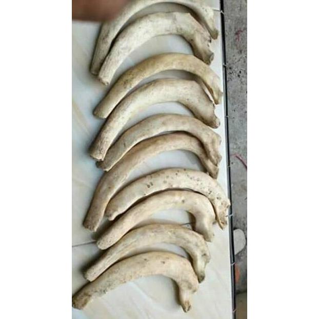 New- Promo Bahan iga duyung Limited