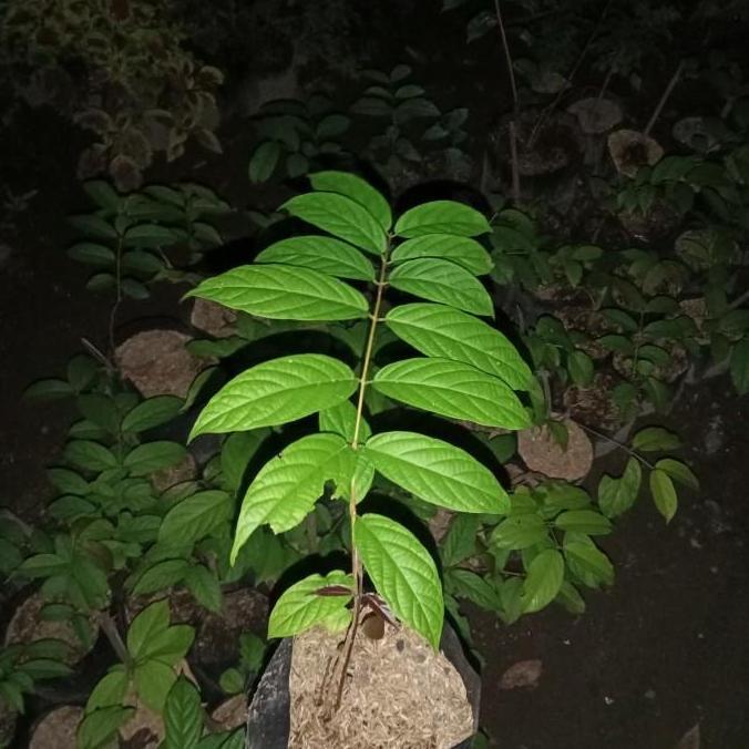 New- tanaman merambat melati Belanda bunga tumpuk