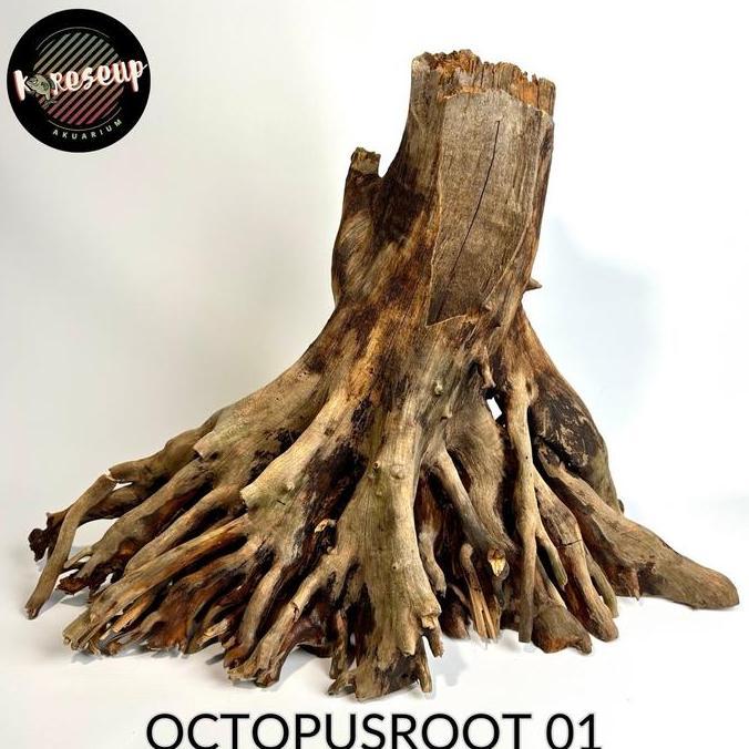 OCTOPUSROOT AKAR POHON WARNA NATURAL UNTUK HIASAN AQUARIUM AQUASCAPE PALUDARIUM TERARIUM AVIARY VERT