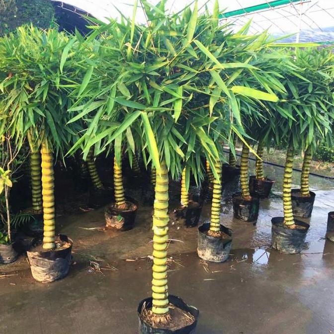 Terlaris Bibit Bambu Cendani, Ros Pendek.  Pohon Tanaman Hias Hijau Kuning. Cafe Hotel Apartement Re