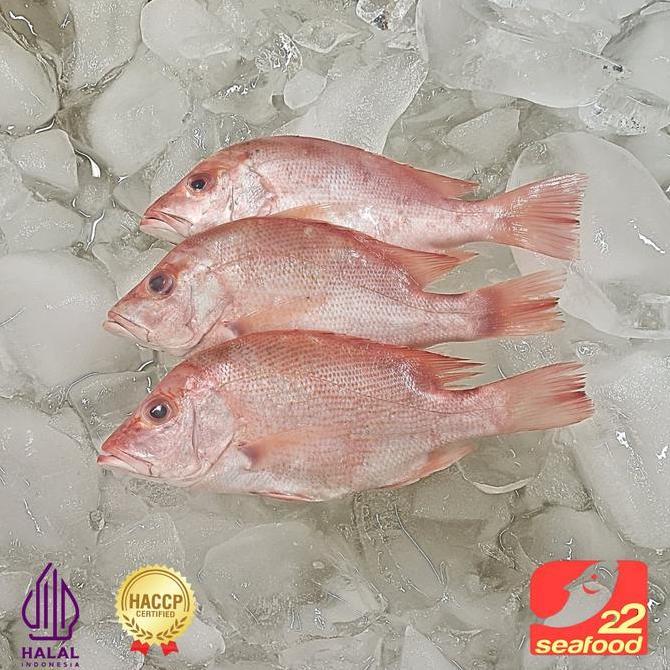 Terlaris Ikan Kakap Merah 1 Kg Isi 2-5 Ekor / Seafood 22