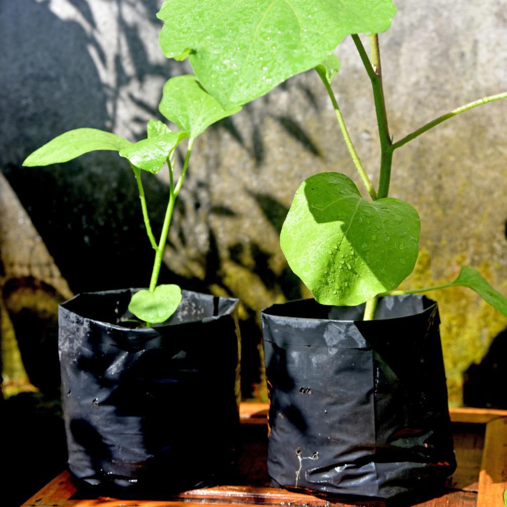 Promo Cod 1 Pack Polybag Tanaman Polibag Tebal Kecil Sedang 15X10 20X20 25X25 30X30 35X35 40X40 50X5