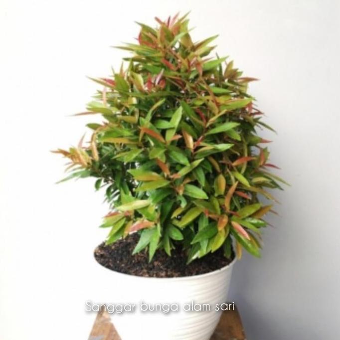 TANAMAN HIAS PUCUK MERAH + POT PUTI